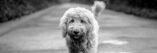 A cute Labradoodle walking on a road captured in a black and white photograph.