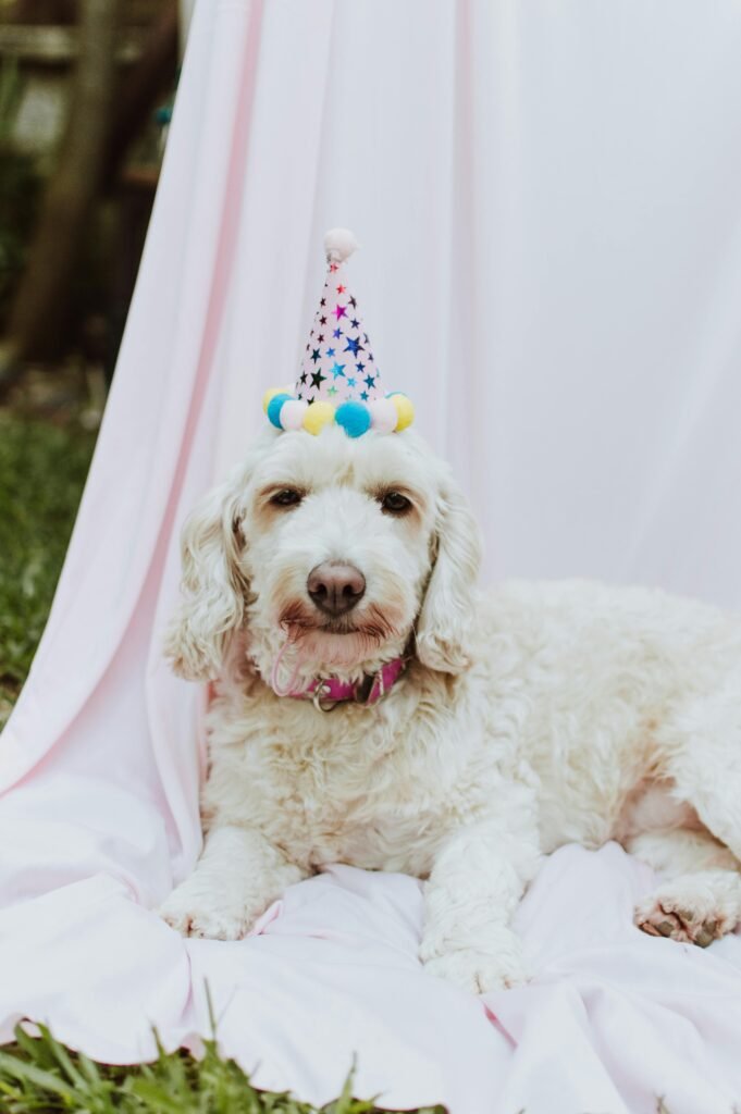 Cute labradoodle dog lying with a party hat on a pink backdrop outdoors.